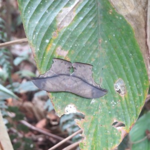 Urmacid moth